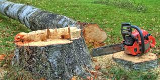 Best Commercial Tree Services  in Camp Swift, TX