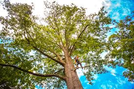 Leaf Removal in Camp Swift, TX