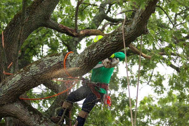 Camp Swift, TX Tree Care Company