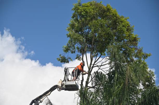 Tree and Shrub Care in Camp Swift, TX
