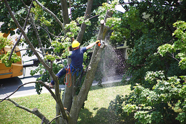 Lawn Renovation and Restoration in Camp Swift, TX