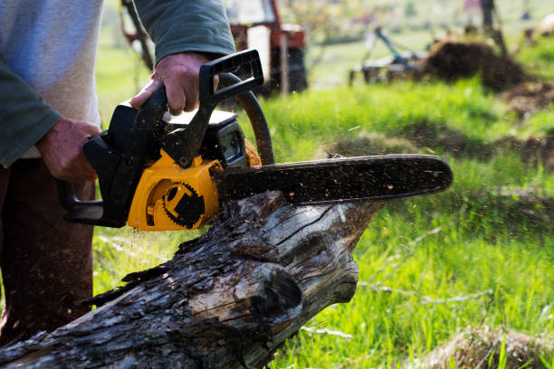 Best Lawn Disease Treatment  in Camp Swift, TX